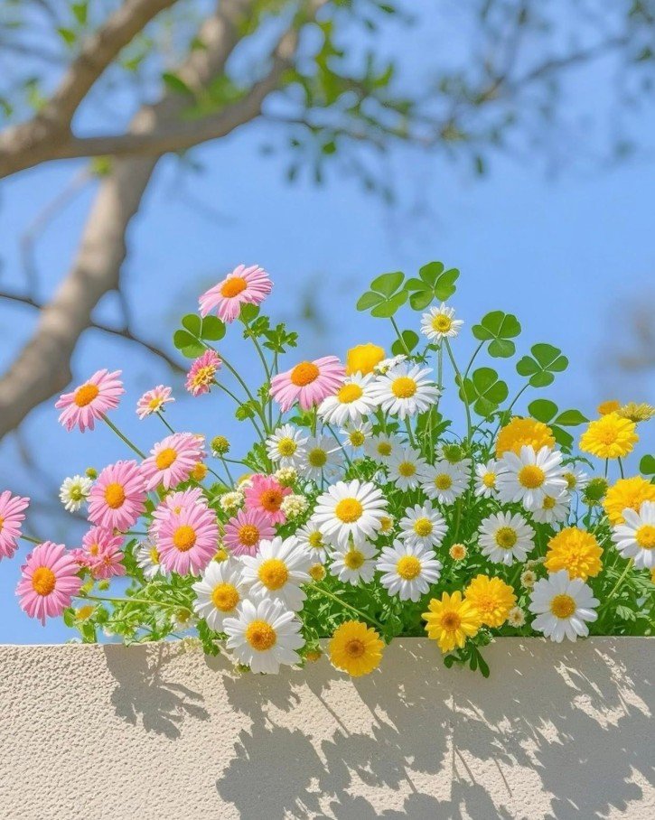 flower images